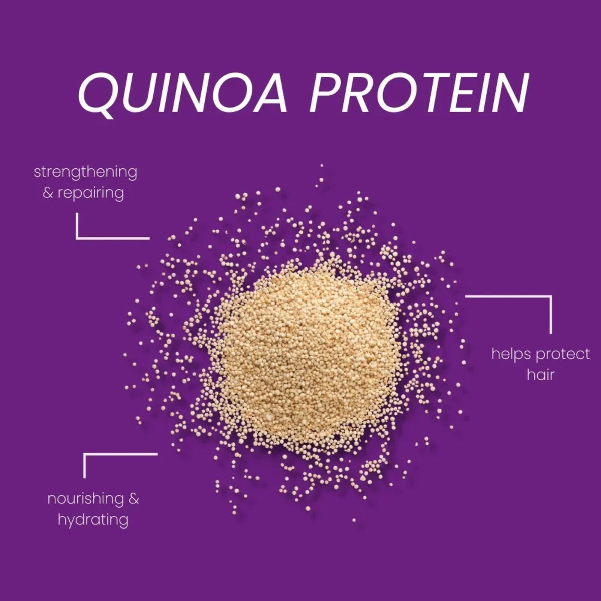 Quinoa protein-korn i bunke på lilla baggrund, med fordele: styrkende, nærende og hårbeskyttende.